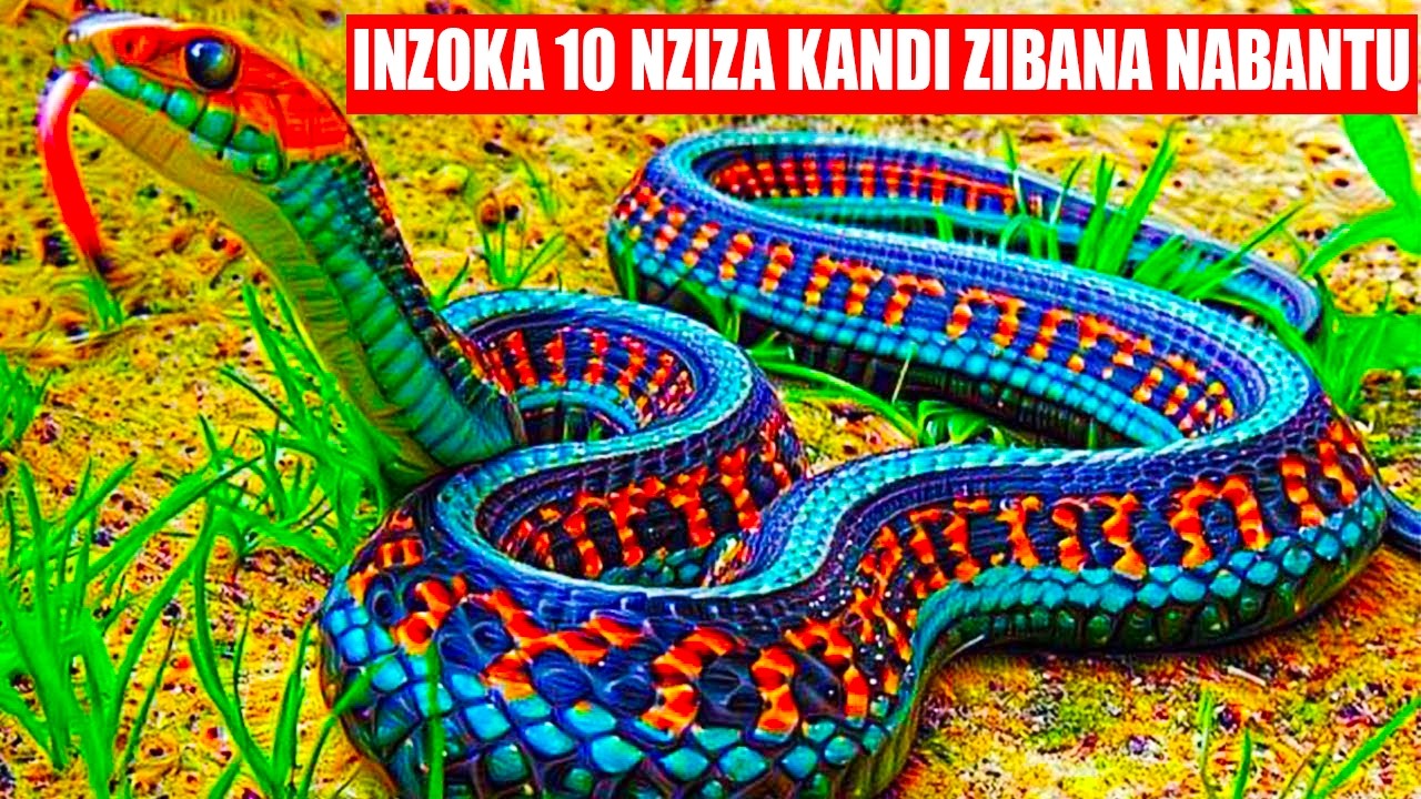 NGIZI INZOKA ZISIGAYE KWISI NZIZA KANDI ZIBANA N'ABANTU