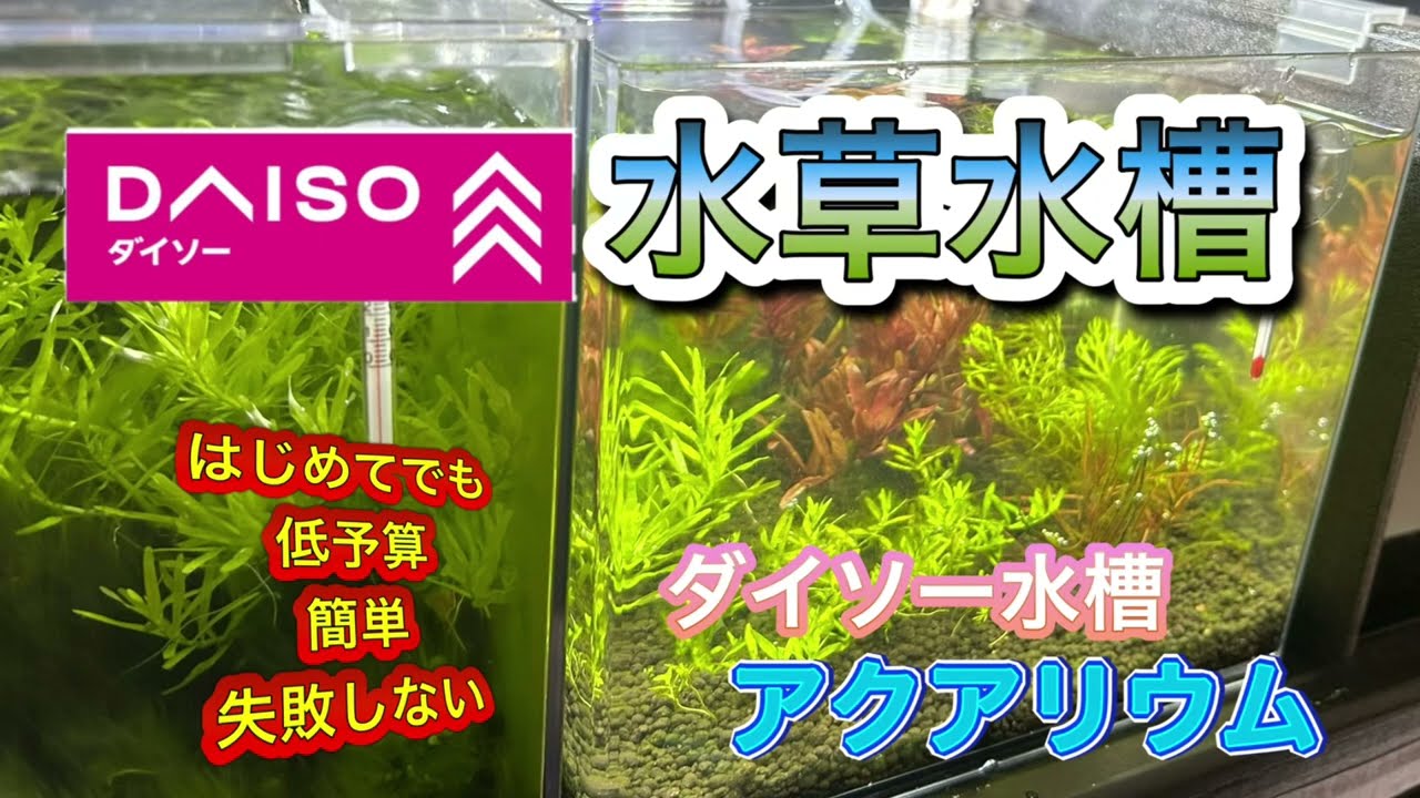 DAISO水槽でCO2無しの小型水草水槽