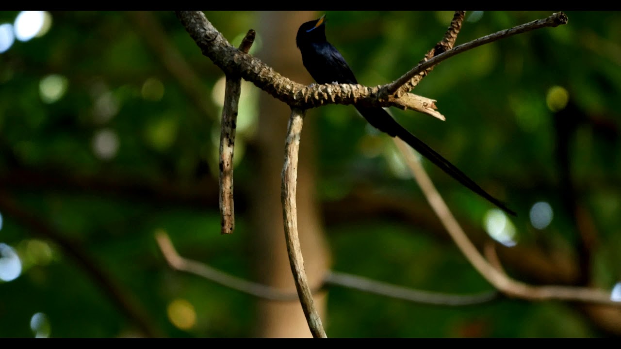 Kara sun presenting wildlife (birding) of the seychelles,final chapter: La Digue