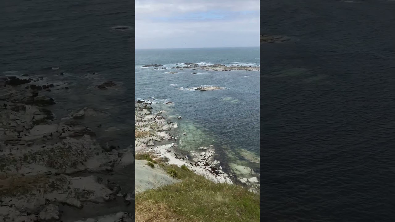 Kaikoura Peninsula Walkway and Seal Colony 6/12/24 #nzadventure #seal #kaikoura