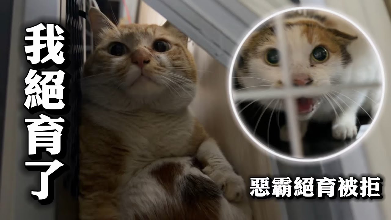 流浪貓絕育記 三色貓被告知不能絕育！黃貓拆遍天花板！貓奴的新年無奈奇遇