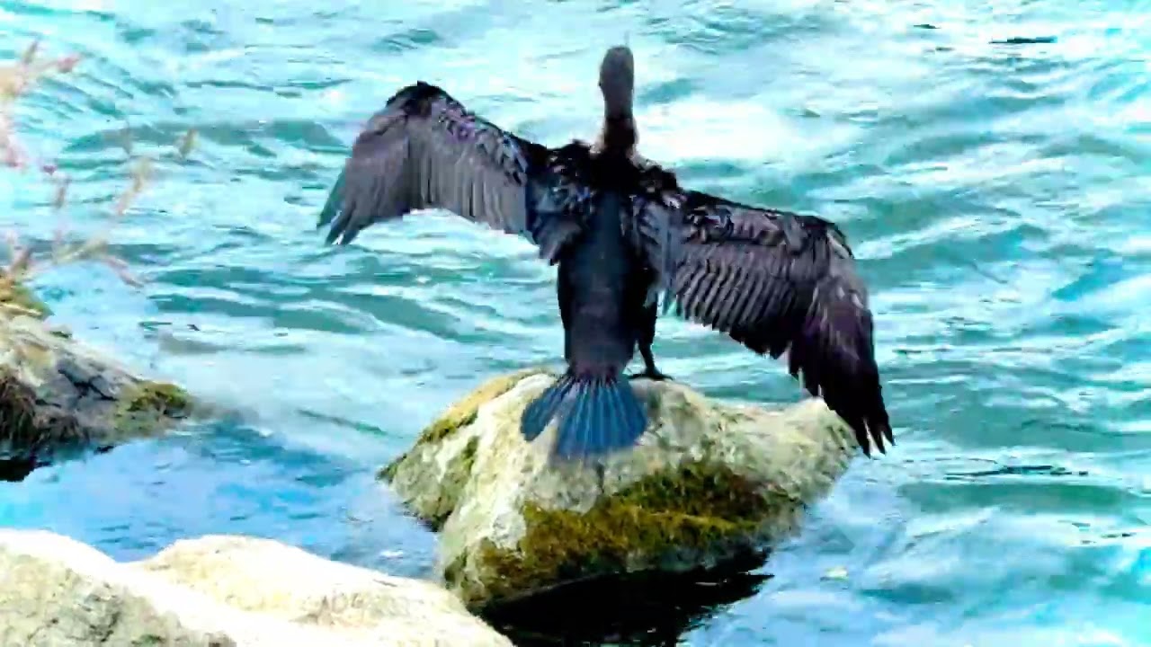Double-crested Cormorant in New York 