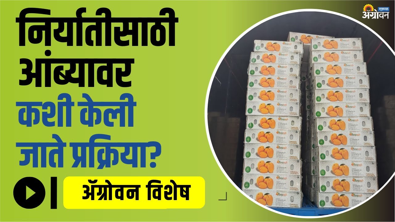 निर्यातीसाठी Radiation on Mango Process कशी केली जाते? | Mango Export | Agrowon