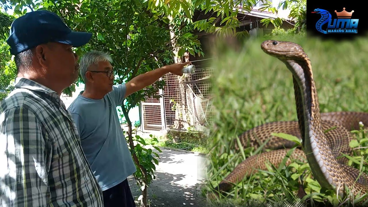 Cobra nakitang pumasok sa sa bodega walang kawala.
