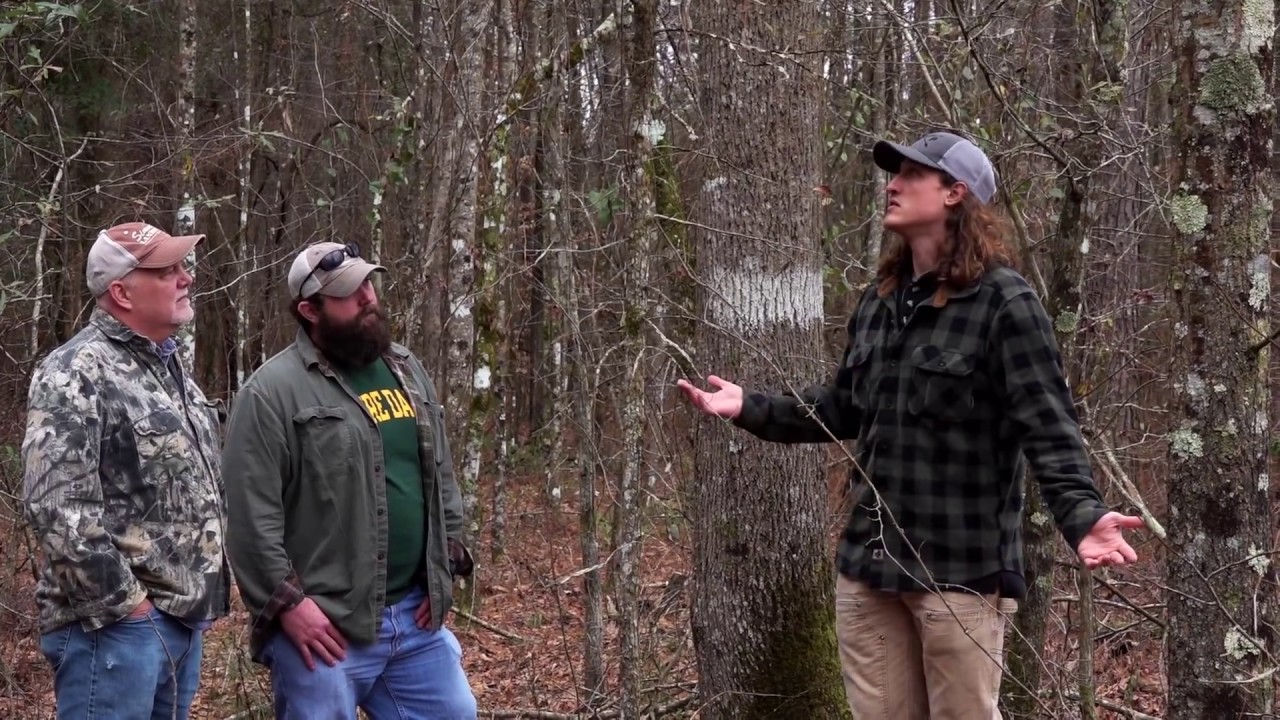 SCOUTING PINE THICKETS FOR BUCKS - Mississippi Scouting Workshop Part 2