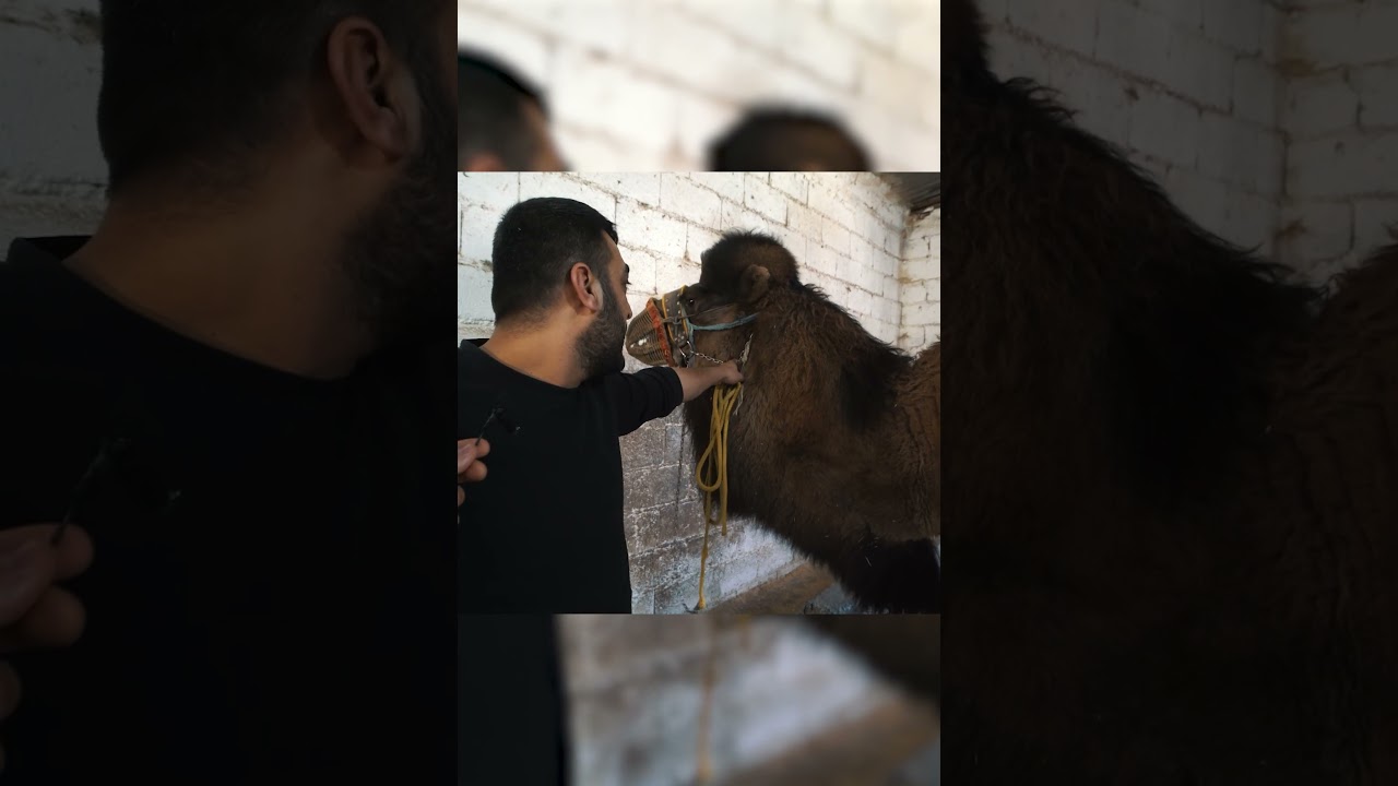 Deve, Aniden Saldırdı! (Sahibinin &Ouml;d&uuml; Patladı) #deve #camel #shorts