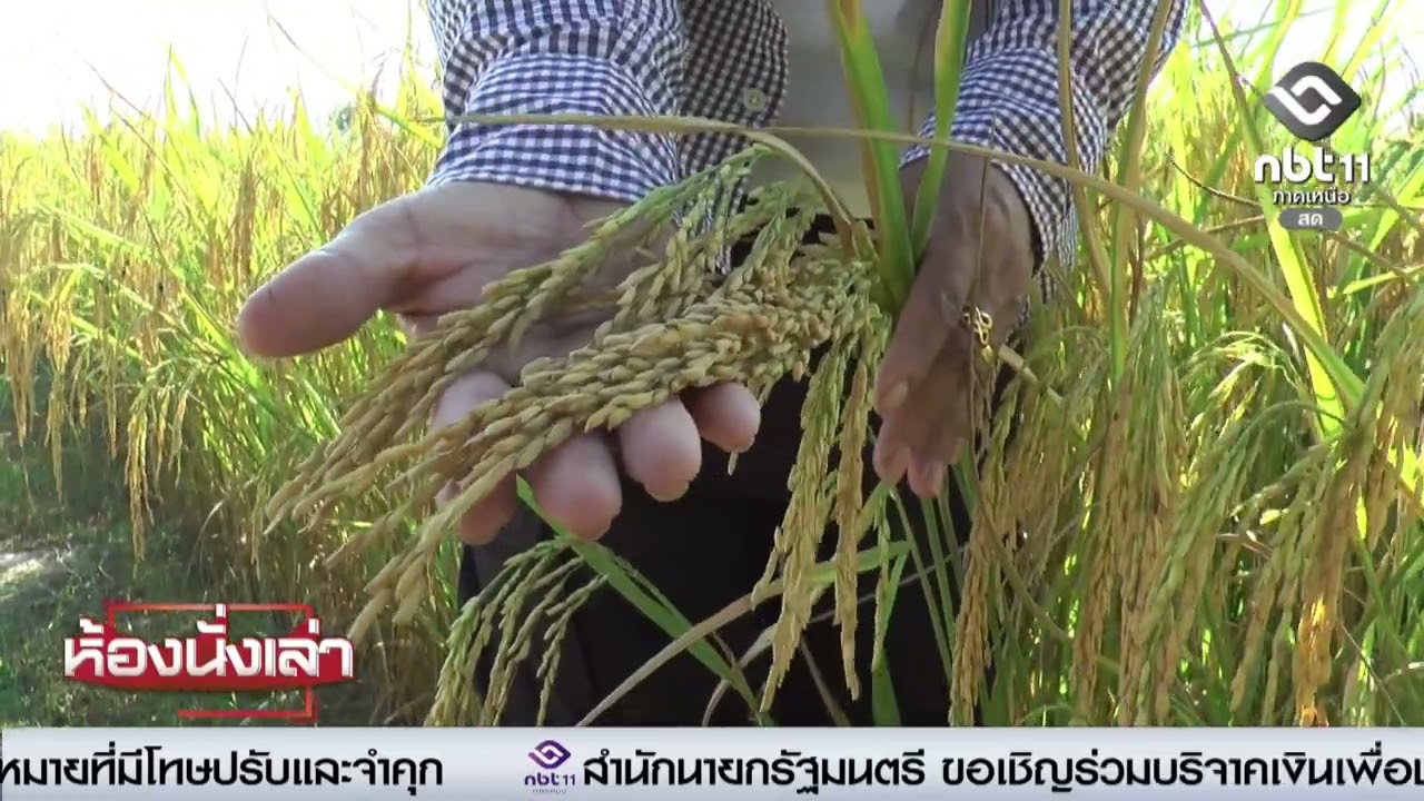 รายการห้องนั่งเล่า สกู๊ป ข้าวพันธุ์ กข 111 ให้ผลผลิตสูง มีความแข็งแรงและทนทานต่อโรคแมลง