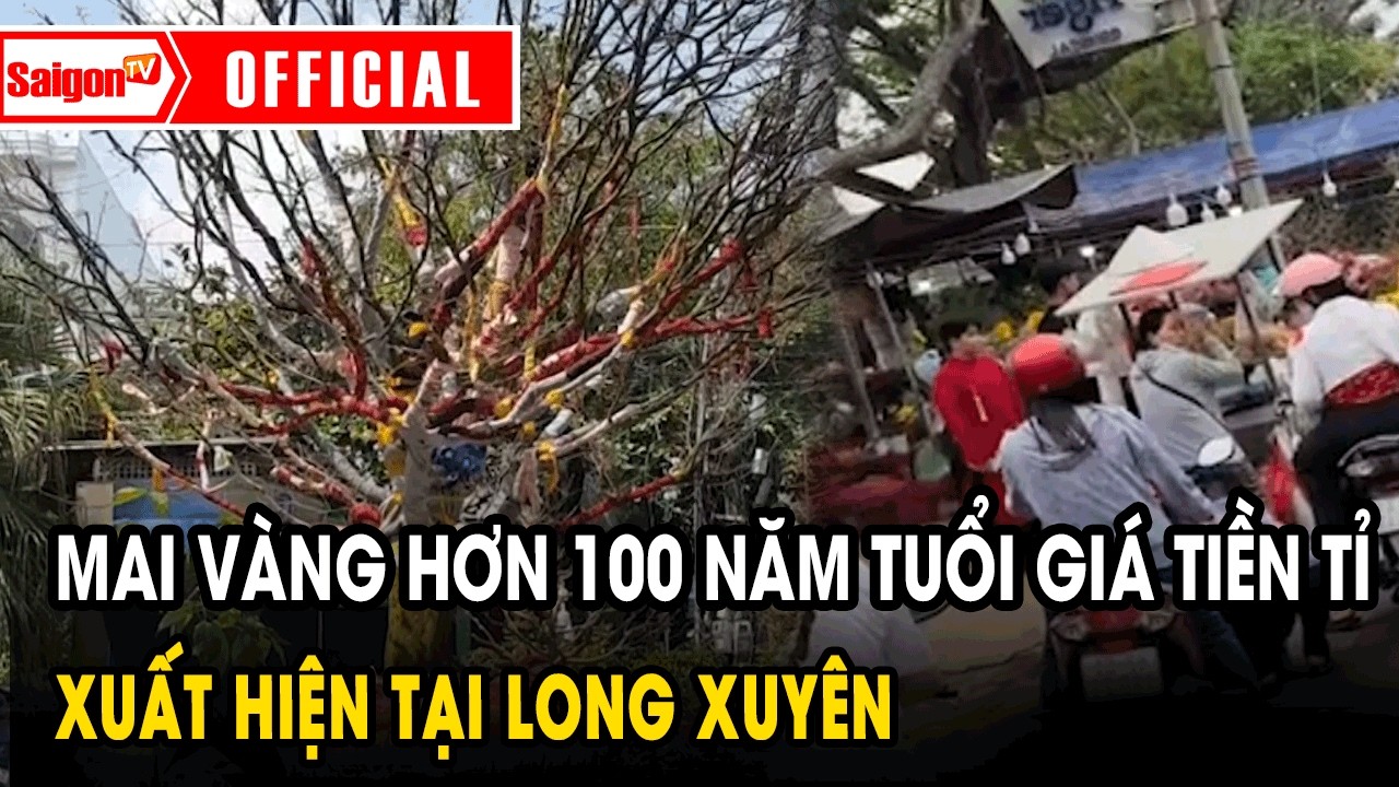 Mai vàng hơn 100 năm tuổi giá tiền tỉ xuất hiện tại Long Xuyên | Tin tức SaigonTV