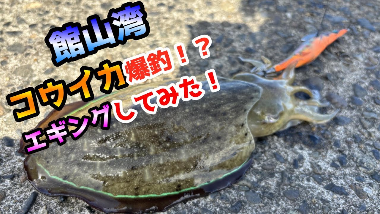 館山湾でエギングしてみた！コウイカ爆釣！？