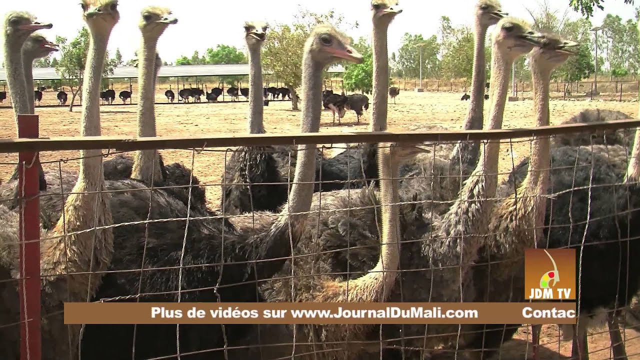 Visite guidée de la Ferme agricole KLEDU