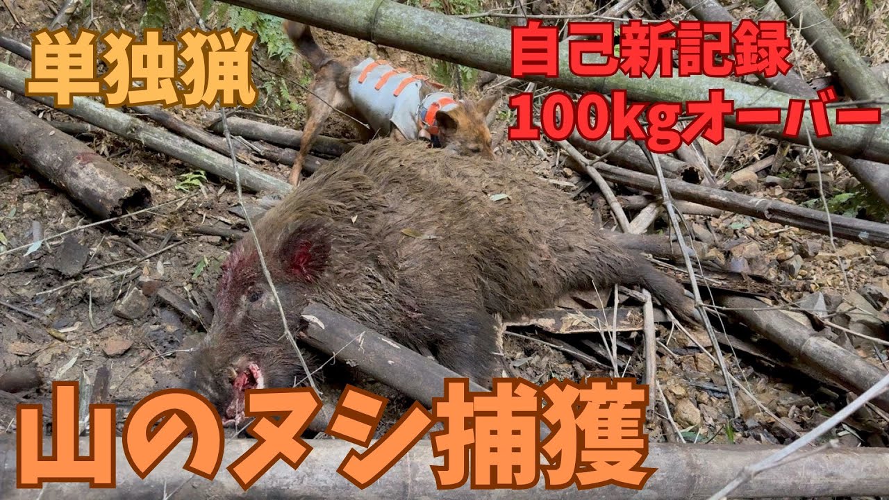 【自己新記録】単独狩猟（一銃一狗）で熊野地犬の猟犬アスカが吠えて止めているツキノワグマ？と思える山のヌシ級イノシシを捕獲！