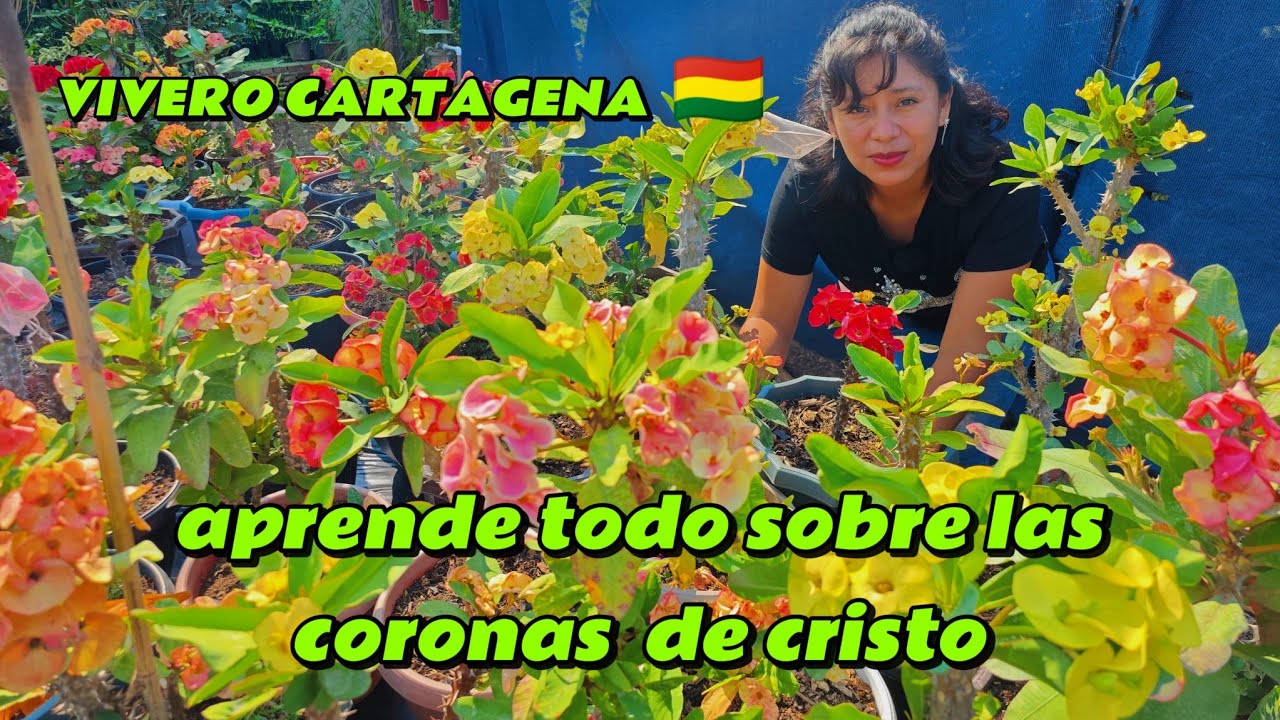 Feria de plantas por el día de la madre en la Plaza san Sebastián en cochabamba BOLIVIA 🇧🇴