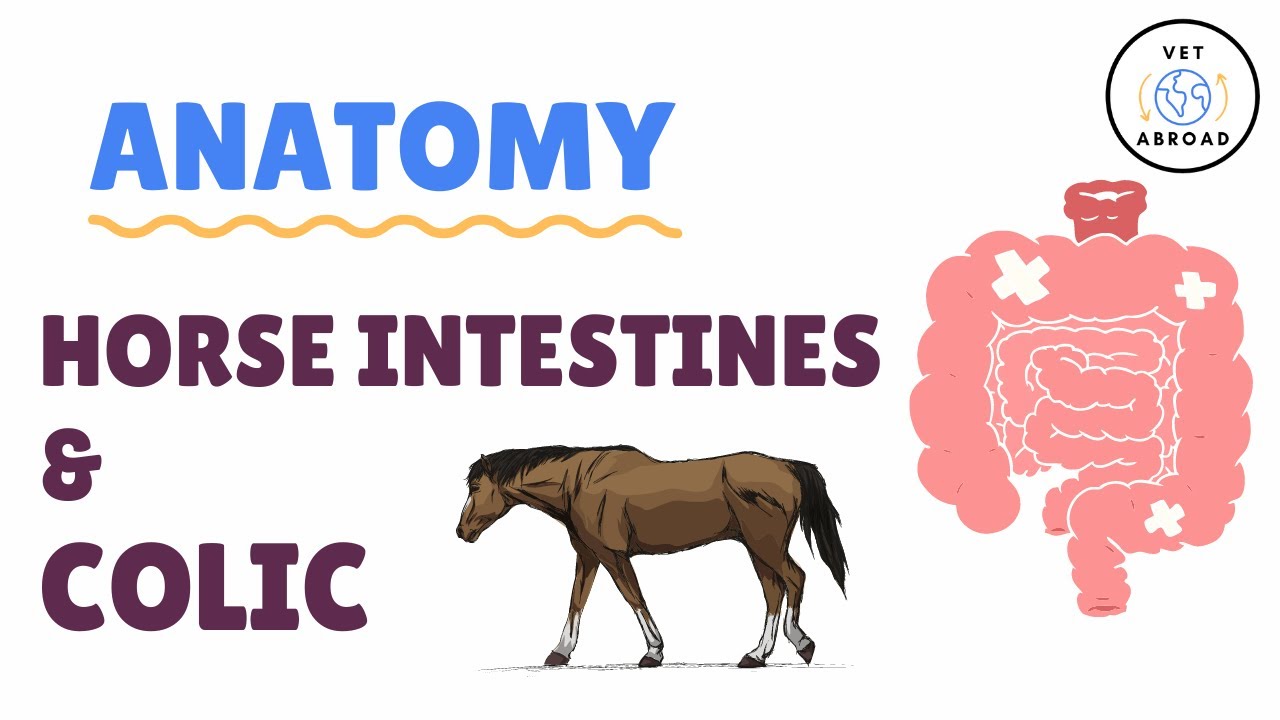 Colic & Intestinal Problems - Anatomy of Horse Intestines