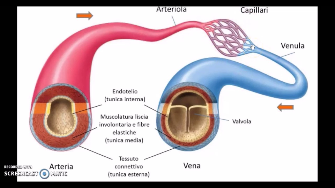 I vasi sanguigni e la circolazione