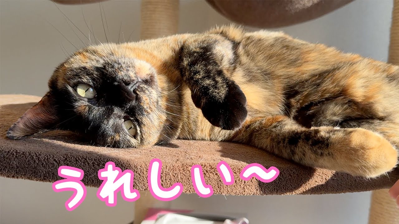 朝の猫5匹の過ごし方がみんな可愛いです！