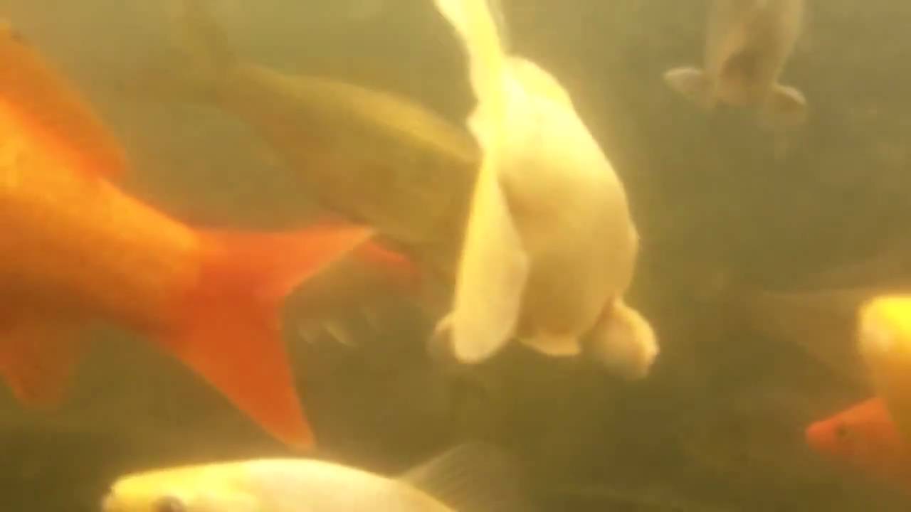 Kodak PlaySport Pond Test
