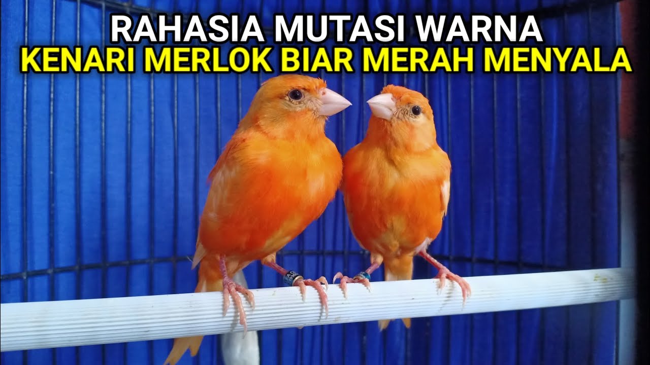 4 Cara rahasia bikin kenari merlok kalian merah menyala | MUTASI BULU KENARI MERLOK