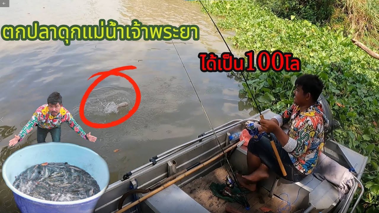 ตกปลาดุกเเม่น้ำเจ้าพระยา(ได้เป็น100โล)