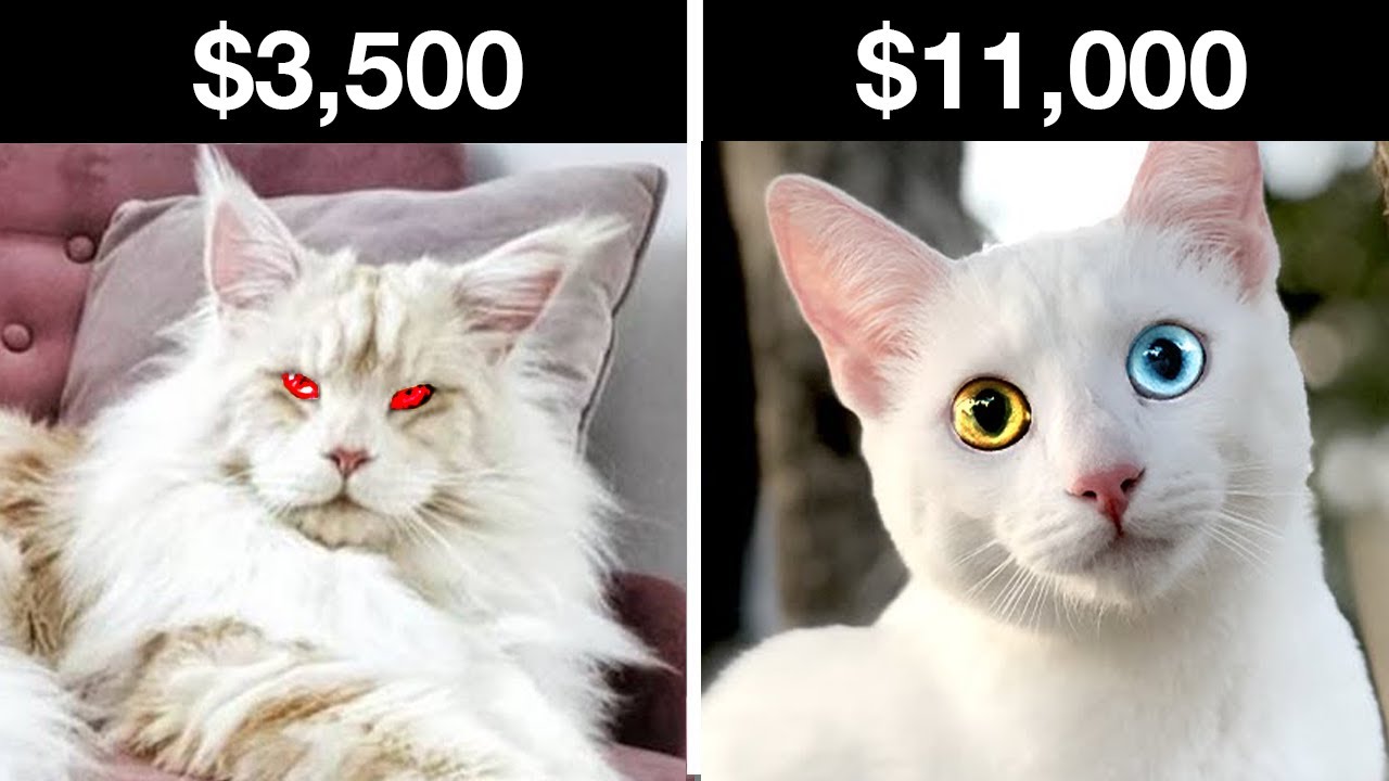 Top 5 Most Expensive & Rarest Cat Breeds Only Rich People Can Buy (Khao Manee, Maine Coon, & more)