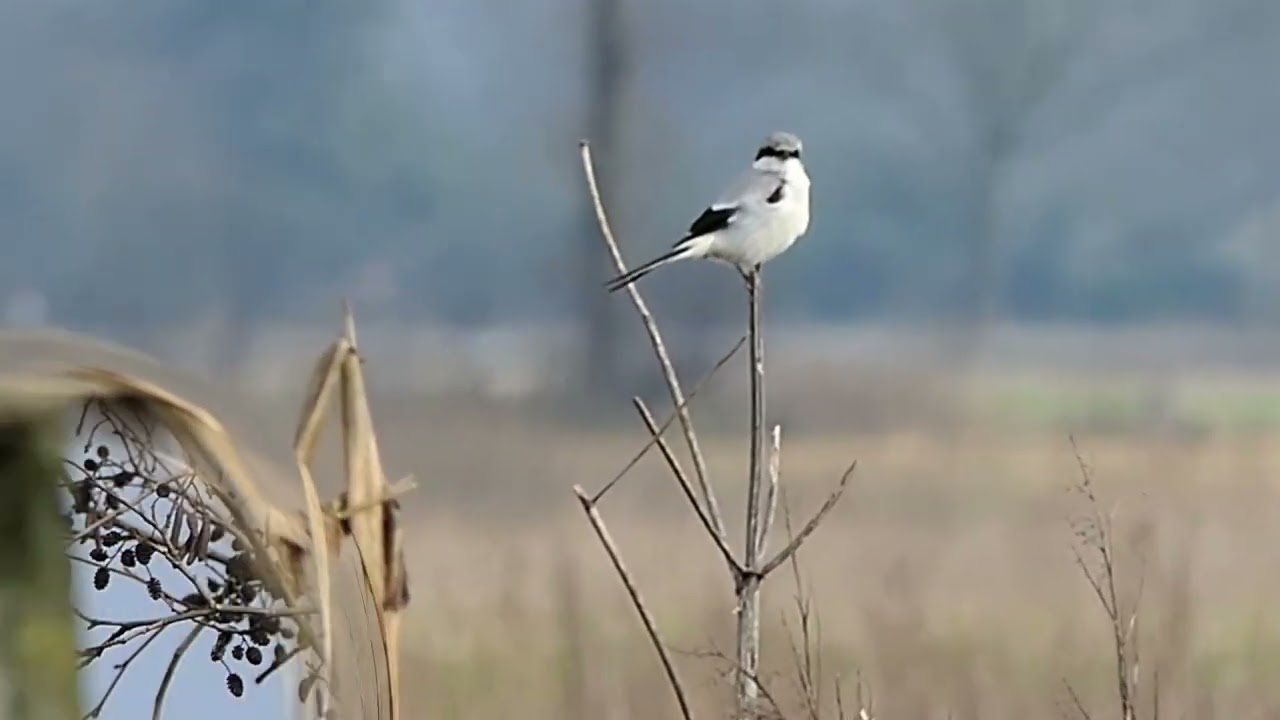 Mariapeel met klapekster grote specht  vink en boomkruiper
