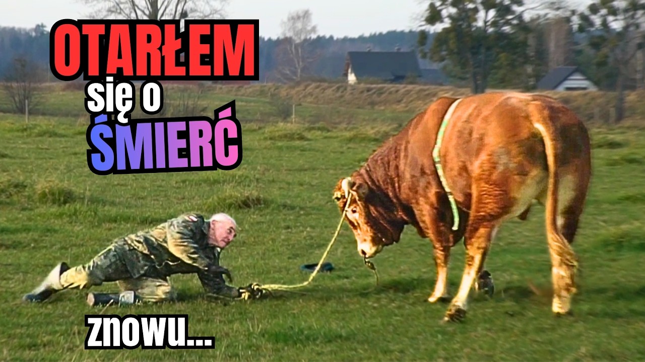 BYK mnie ZRZUCIŁ z grzbietu dwa razy