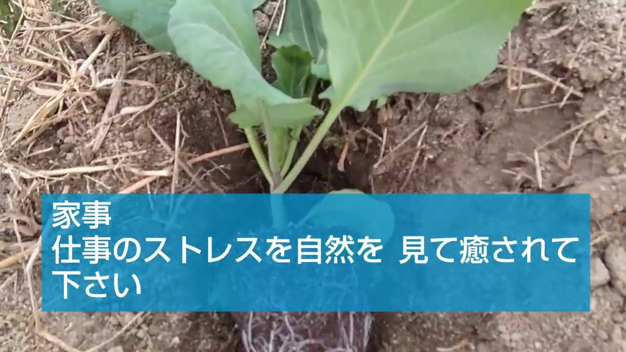 ブロッコリー、キャベツの苗植え、癒し動画