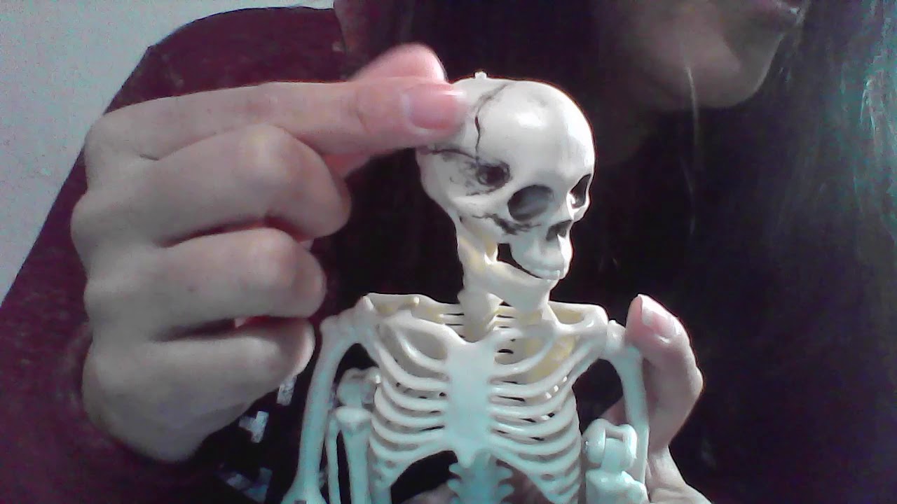ASMR | Anatomy Tutor Role play (Human Skeleton on small model)