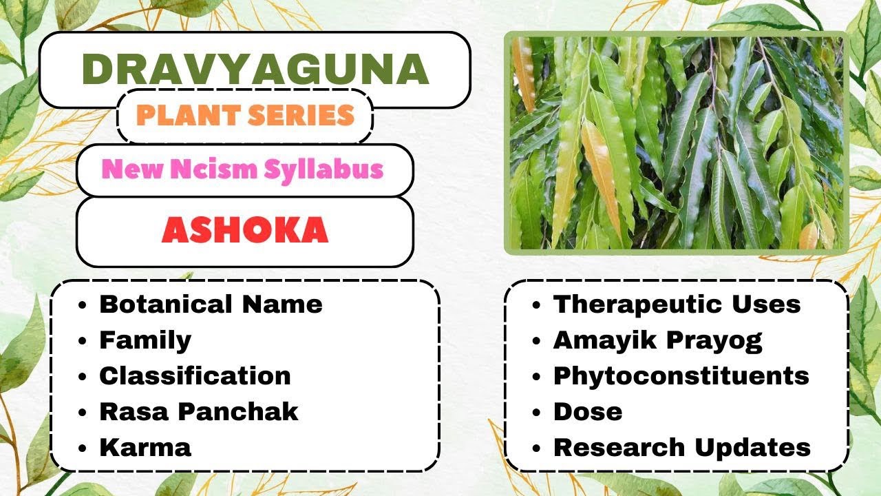 ASHOKA| Dravyaguna Plant Series| #dravyaguna#bams2ndyear#pcos#pcod#leucorrhea#plants #ashoka#periods