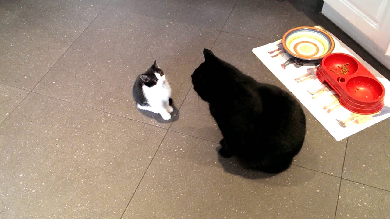 Little cat meets big cat