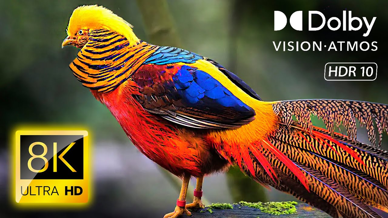 ПРЕКРАСНЫЕ ПТИЦЫ в HDR 8K 60 кадров в секунду Видео - Dolby Vision (8K / 4K TV)