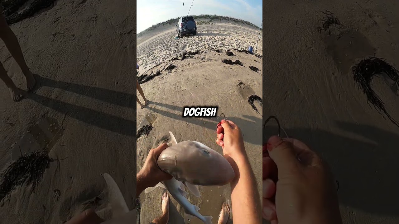 Striped Bass State Record??? 