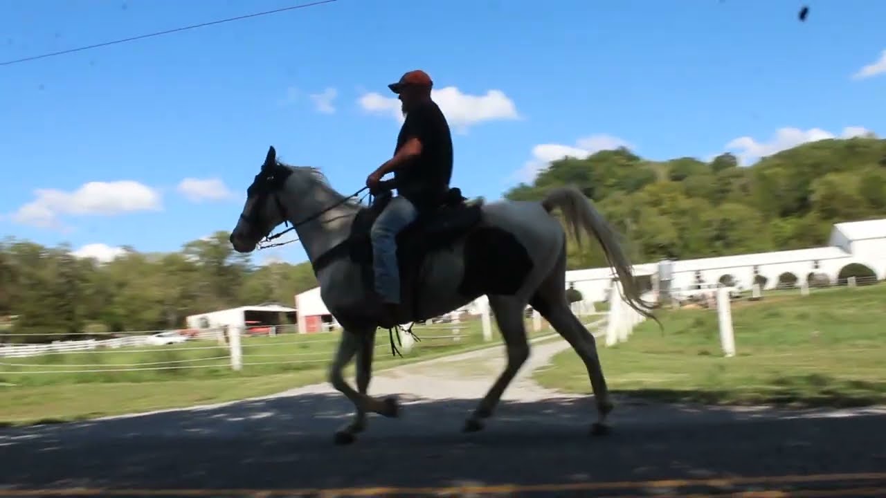 Seymore, 4 Year old Spotted Saddle Gelding for Sale at McNatt Farms