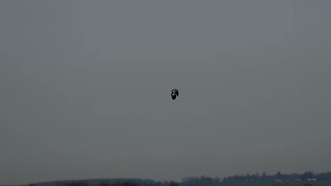 Great grey Shrike,Lincolnshire Feb 2026