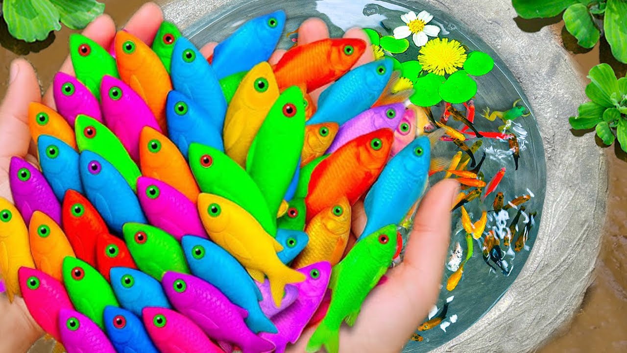 Catch Strange Ornamental Fish In Tiny Pond, Blue Grass Guppy, Full Black Guppy, Koi, Pencil Fish
