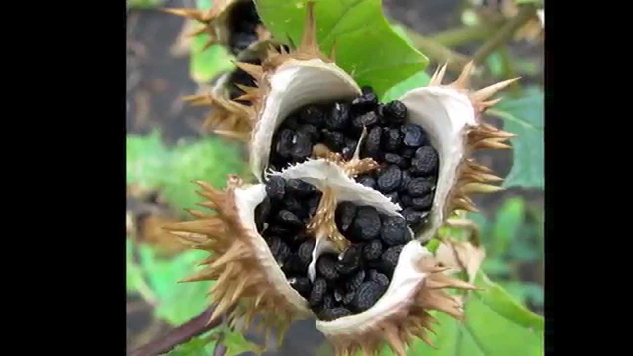 Datura stramonium