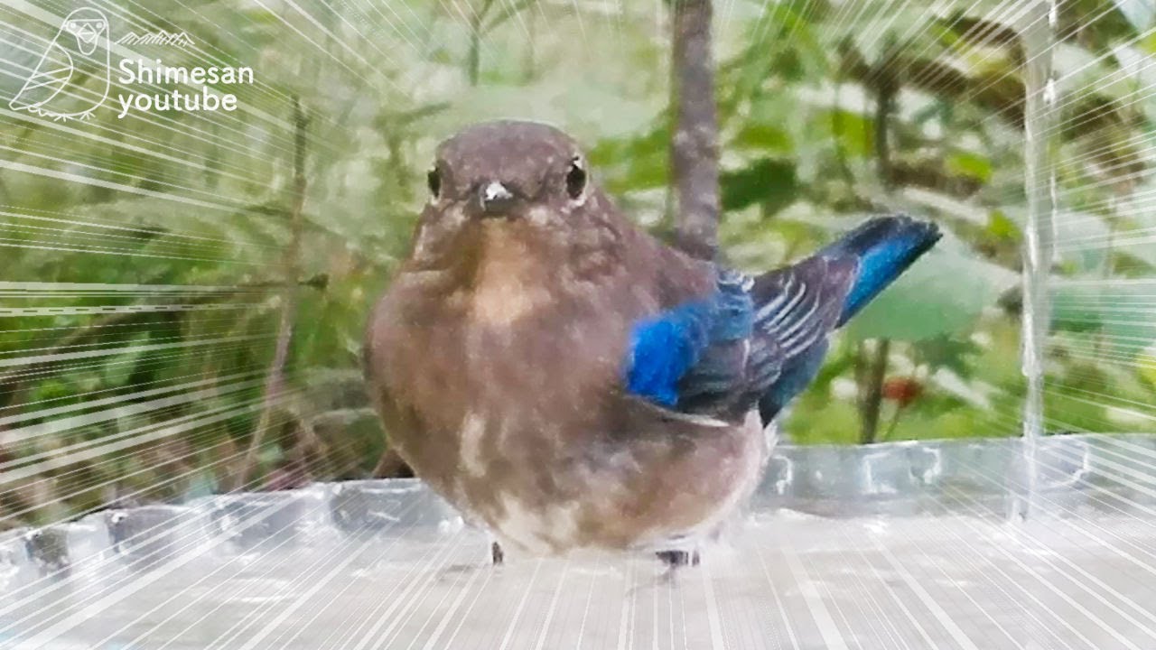 【半分青色】オオルリ オスの若鳥が水浴びしに来ました！（2022/9/13)