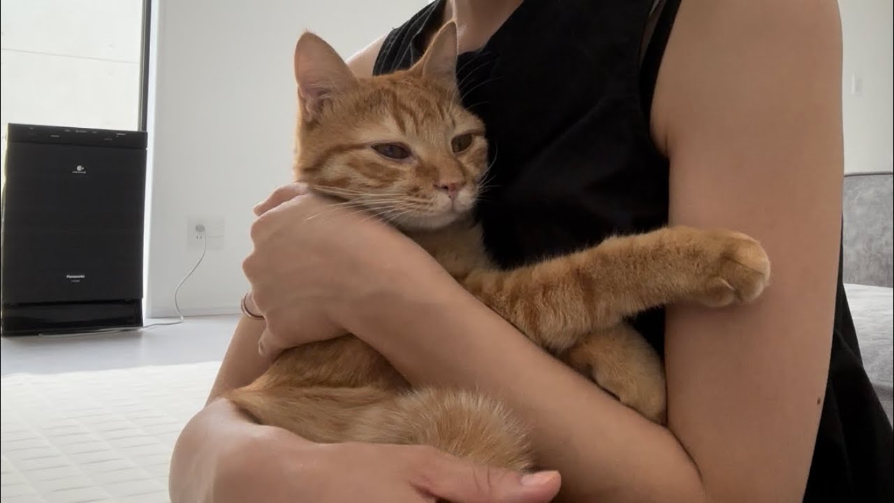 気づいたら必ずママのそばにいる超甘えん坊猫//おやつで充実する１日♡