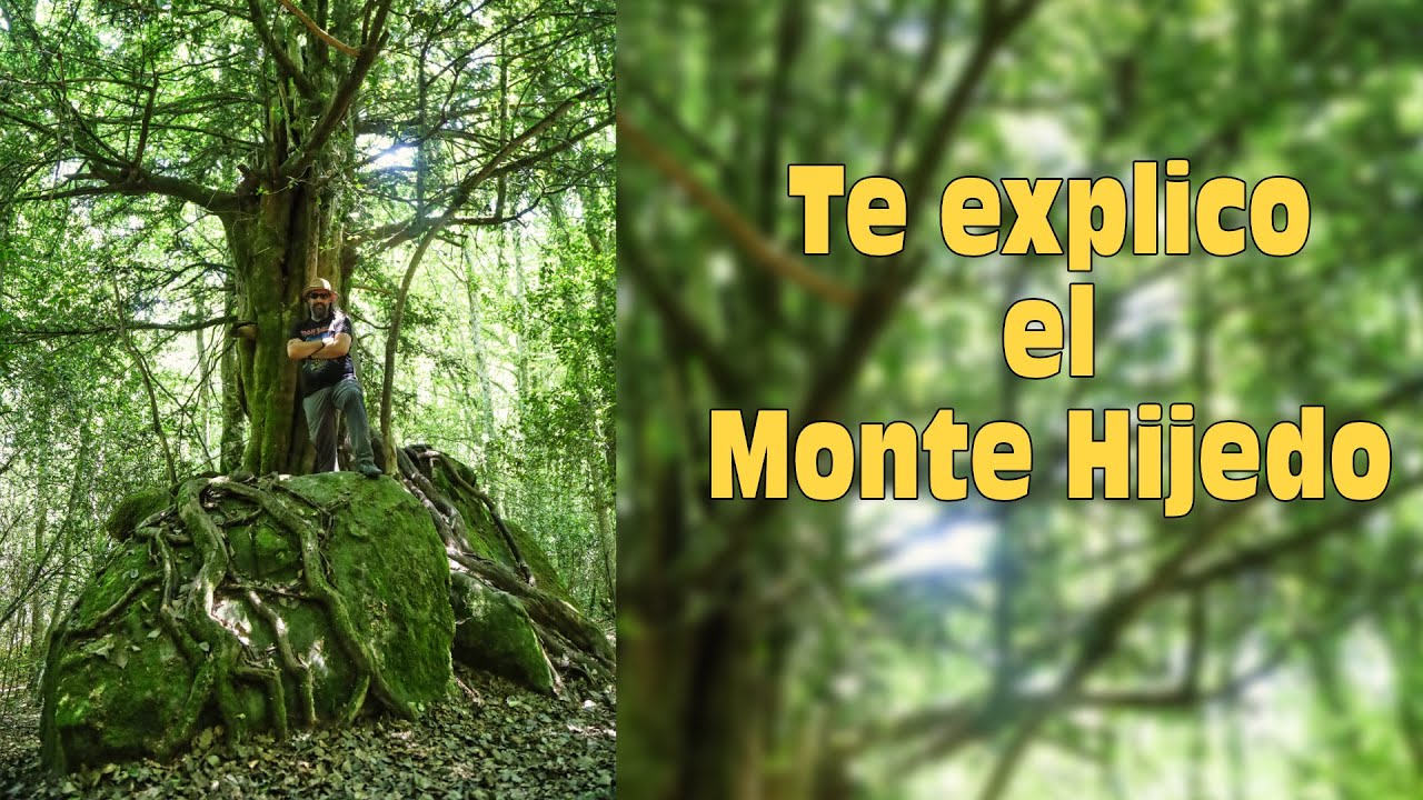 De ruta por el Monte Hijedo. Un bosque alucinante.