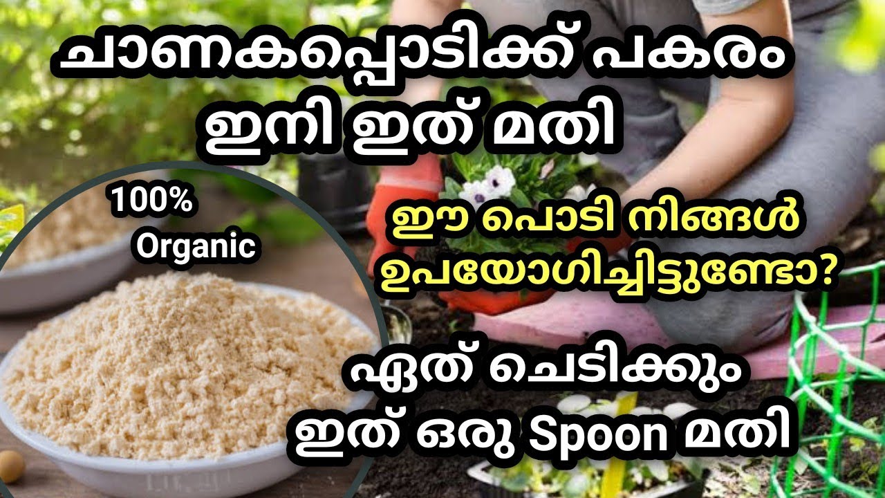 Soya Chunks Fertilizer // ചാണകപ്പൊടിക്ക് പകരം ഇനി ഇത്  മതി // Fertilizer for instead of cow dung