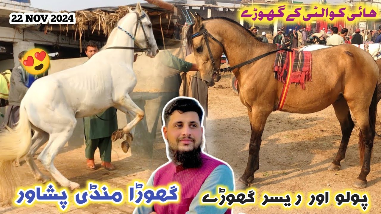 Horse Mandi Peshawar New Updates 22/11/2024 | New Horses Arrived | Kabli & Desi Horse Price | Izhar