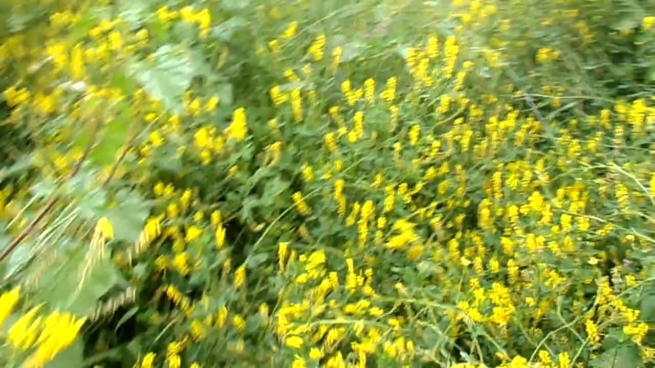 Flore de Kabyle ( Plantes géantes  du mois d'Avril) .