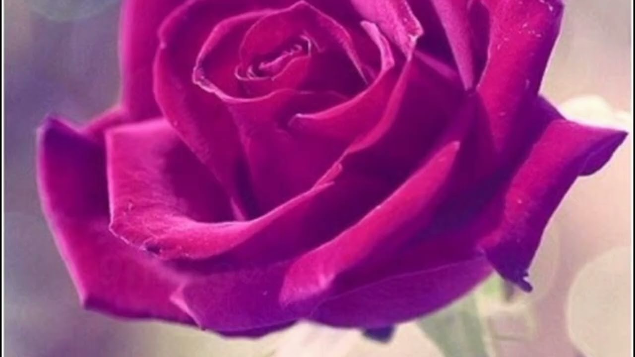 يا ساتر جملة بنقولها غلط  اعرف الصح وقولهااا صح 