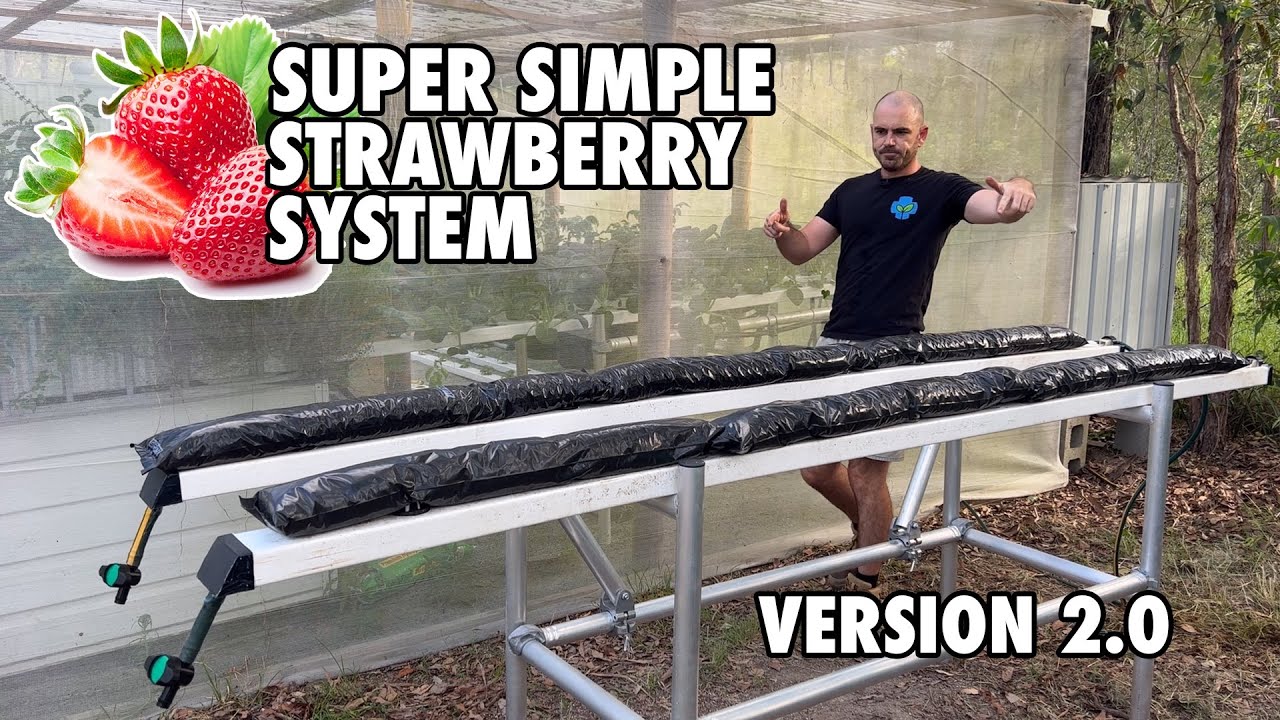 Super Simple Strawberry System Version 2.0