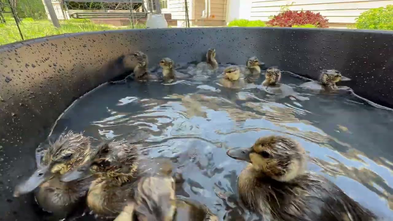 The Growth Story of Wild Duck