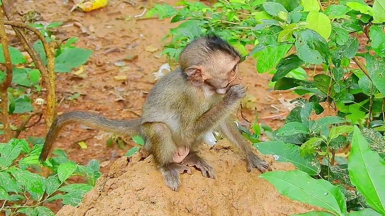 adorable baby monkey, he looks very lovely monkey / Cute Macaque