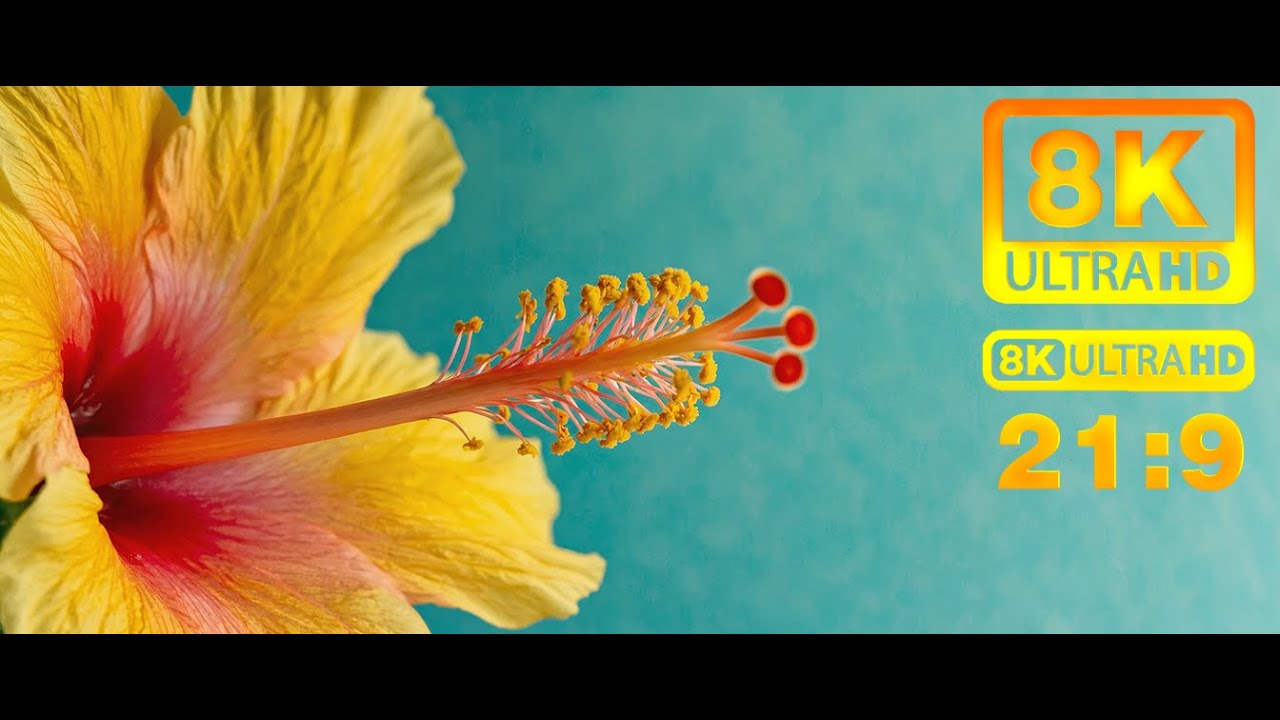 [21:9]  Flowers & Insect Sounds | Nature ASMR for Relaxation - 8K Ultra HD