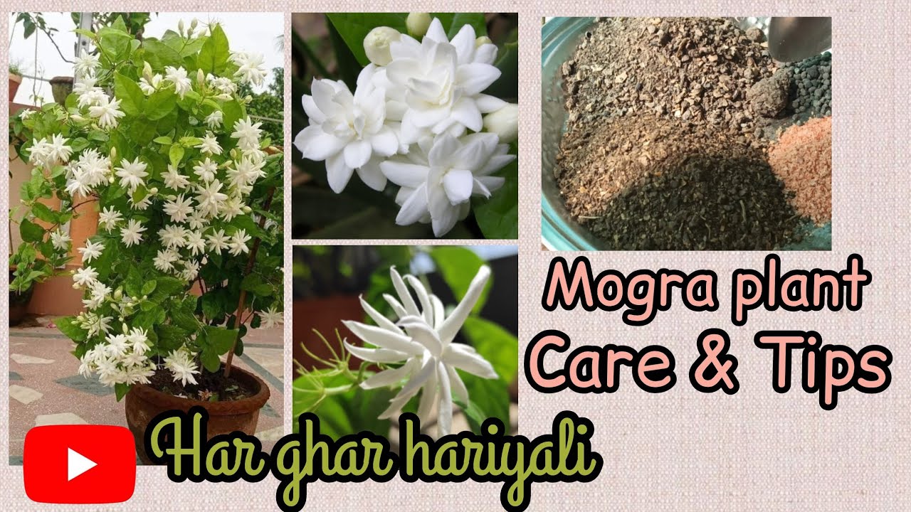 How to care mogra(Jasmine)plant, tips and fertilizer in February month  #flowers#mograplant#jasmine 