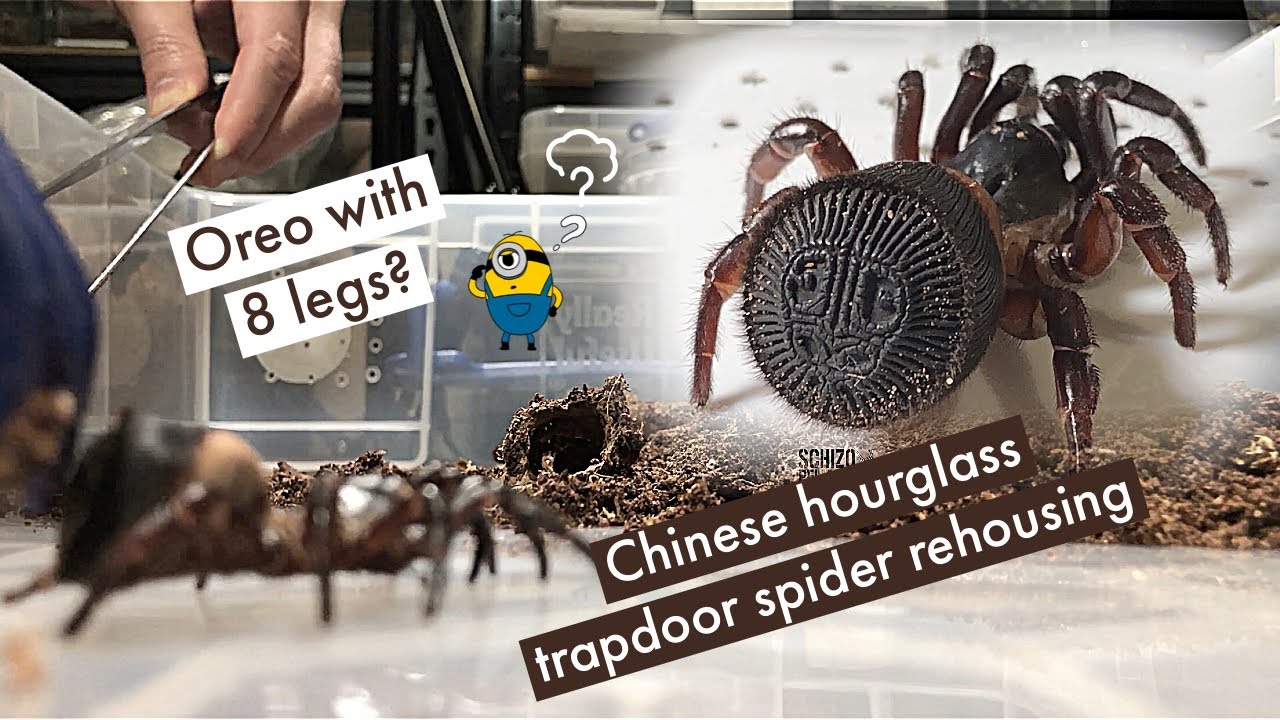 Rare - Cyclocosmia ricketti rehousing - coolest trapdoor spider!!
