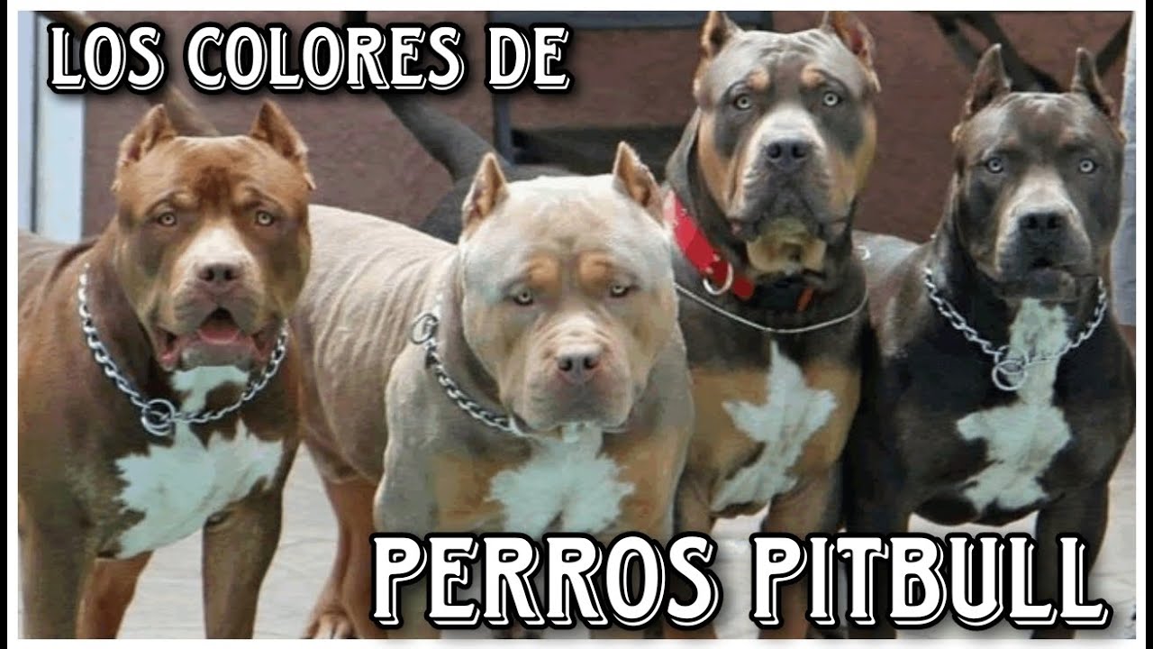 ¿Cuáles Son los 10 Colores de Pitbull Que Debes Saber?