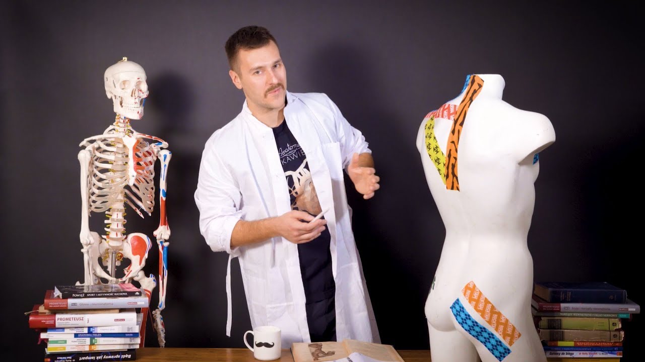 💀☕ Mięsień czworoboczny grzbietu - trapezius - schemat | Anatomia Przy Kawie  #7